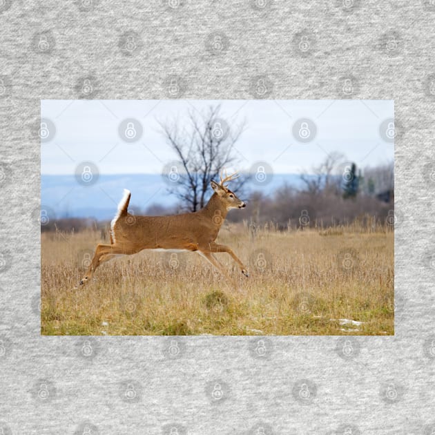 Deer Run - White-tailed deer by Jim Cumming